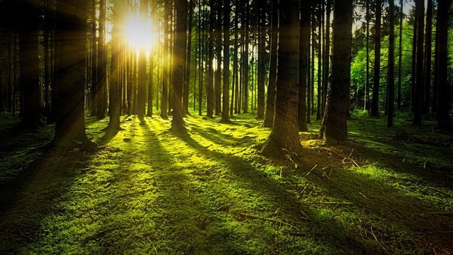 Historisch bestes Landtagswahlergebnis in Niedersachsen